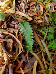 Blechnum hastatum