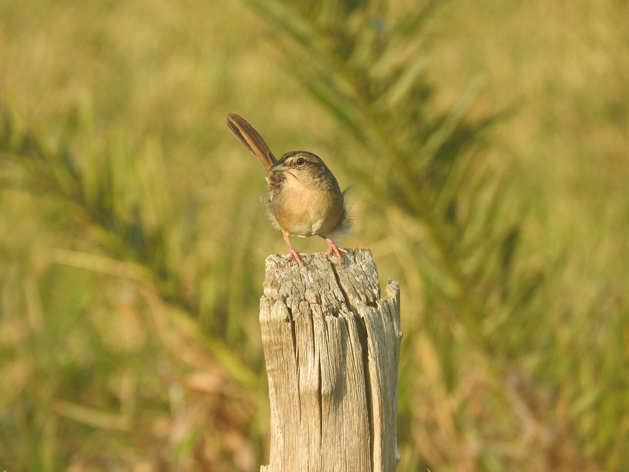 Botteri's Sparrow (Peucaea botterii)