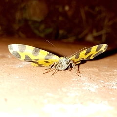 Pantherodes unciaria