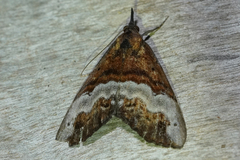 Hypena lactiferalis