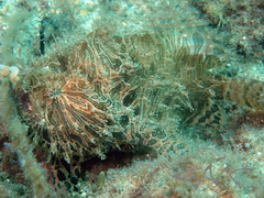 Antennarius striatus