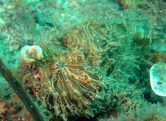 Antennarius striatus