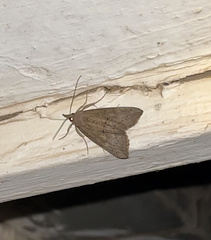 Hypena scabra