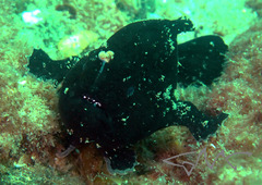 Antennarius striatus