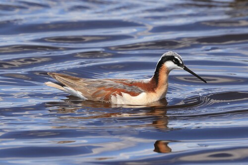 Wilson's Phalarope