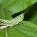 Short-winged Green Grasshopper - Photo (c) Greg Lasley, some rights reserved (CC BY-NC), uploaded by Greg Lasley