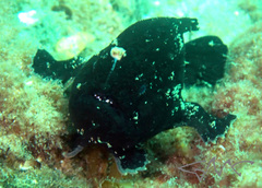 Antennarius striatus