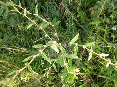 Lepidaploa canescens