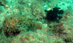 Antennarius striatus