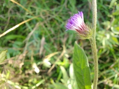 Lepidaploa canescens