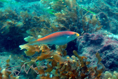 Stethojulis interrupta
