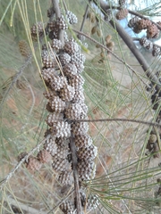 Casuarina cunninghamiana