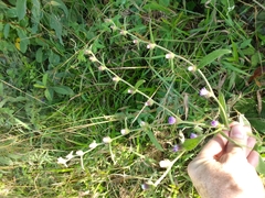 Lepidaploa canescens