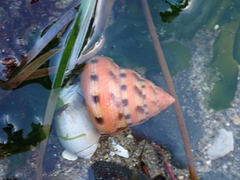Calliostoma gloriosum
