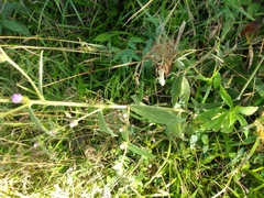 Lepidaploa canescens