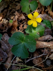 Oxalis dumetorum