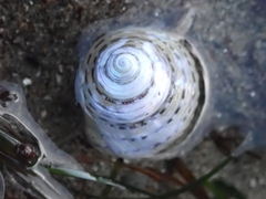 Calliostoma tricolor