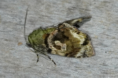 Drobeta