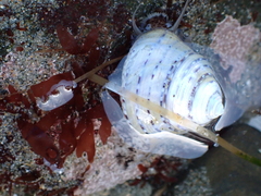 Calliostoma tricolor
