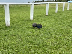 Porphyrio hochstetteri