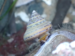 Calliostoma tricolor