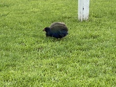 Porphyrio hochstetteri