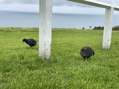 Porphyrio hochstetteri