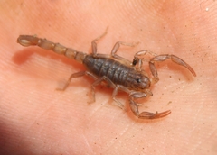 Paruroctonus silvestrii