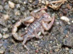 Paruroctonus silvestrii
