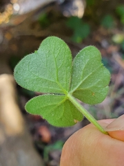 Oxalis dumetorum