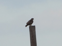 Geranoaetus albicaudatus