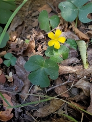 Oxalis dumetorum