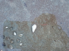 Epitoniidae