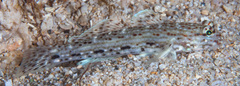 Istigobius decoratus