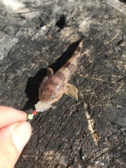 Tridentiger barbatus