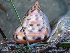 Calliostoma gloriosum