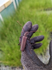 Xystrocera virescens