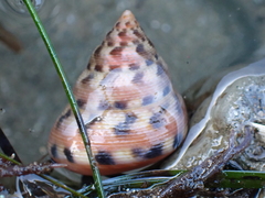 Calliostoma gloriosum