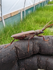 Xystrocera virescens