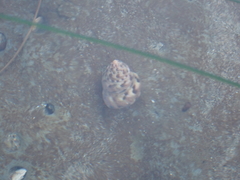 Calliostoma gloriosum