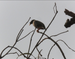 Acridotheres fuscus