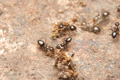 Nylanderia