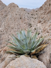 Agave simplex