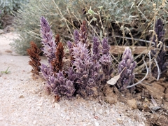 Aphyllon cooperi