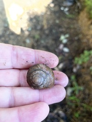 Helminthoglypta nickliniana