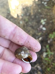 Helminthoglypta nickliniana