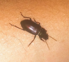 Carabidae