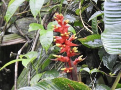 Guzmania multiflora