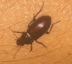 Carabidae