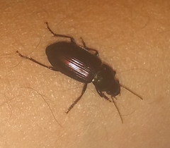 Carabidae